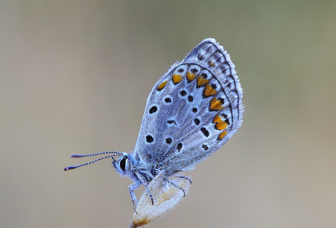 ID Lycaena - Polyommatus sp.